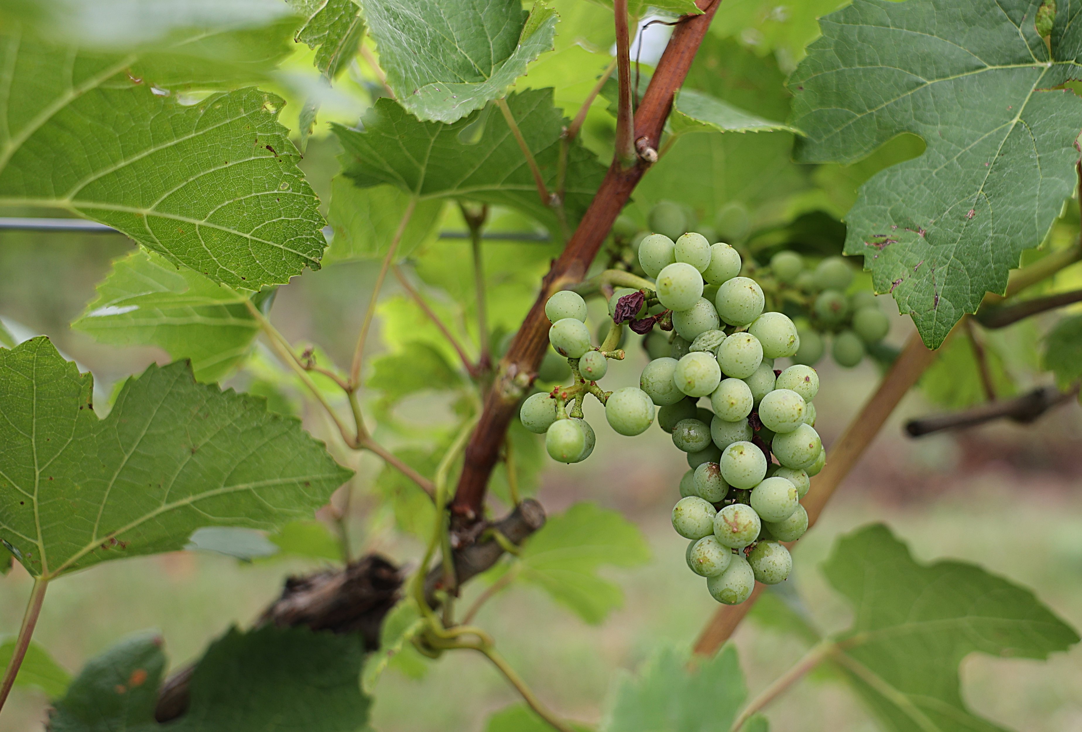 Black rot on grapes.